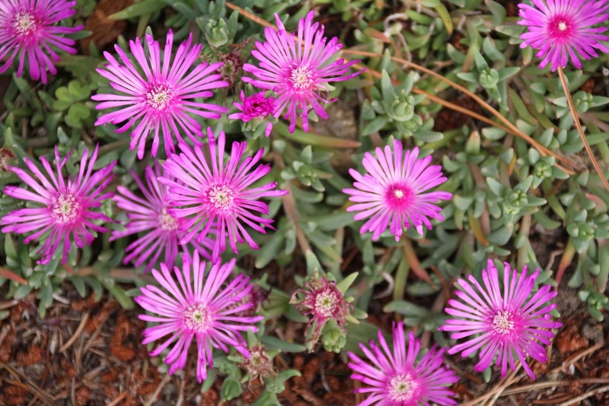 Qi fiori piantare sulla tomba / foto pexels.com