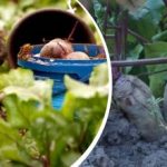 Azione semplice in agosto: un giardiniere ha condiviso come rendere la barbabietola dolce e succosa Azione semplice in agosto: un giardiniere ha condiviso come rendere