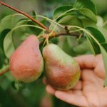 Come potare correttamente un albero di pere per ottenere un raccolto abbondante: i consigli dei giardinieri Come potare correttamente un albero di pere per ottenere un