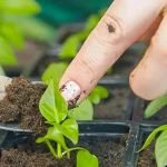 come-seminare-i-peperoni-come-accelerare-la-crescita-delle-piantine.webp.webp