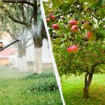 Gli afidi non toccheranno più i meli: un'efficace soluzione a