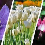 L'esperto nomina 7 piante che vale la pena piantare in giardino quest'autunno L'esperto nomina 7 piante che vale la pena piantare in