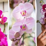 L'orchidea fiorirà in autunno se la nutrite una volta al