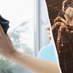 Un prodotto pulisce i vetri e li fa brillare, eliminando i ragni: un insolito lifehack Un prodotto pulisce i vetri e li fa brillare, eliminando