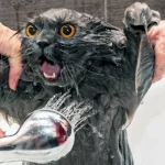 come-fare-il-bagno-a-un-gatto-e-rimanere-vivi.webp.webp