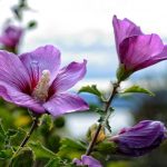 Come potare correttamente l'ibisco per ottenere un cespuglio rigoglioso Come potare correttamente l'ibisco per ottenere un cespuglio rigoglioso